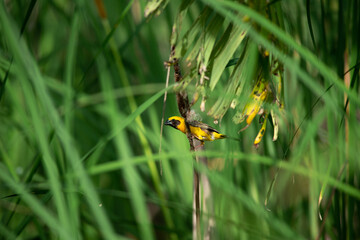 Bird in the grass filed