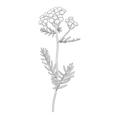 flower of tansy, Tanacetum vulgare, vector drawing wild plant isolated at white background , hand drawn botanical illustration