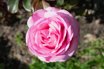 pink rose flower