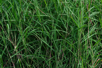 green grass in the wind