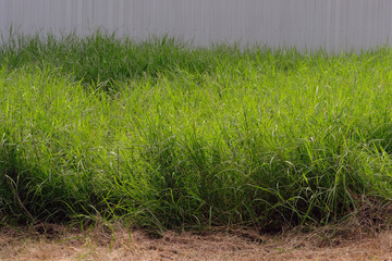Obraz na płótnie Canvas green grass in the field