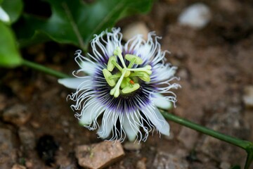 Selective focus shot of a beautiful passion flower (passiflora incarnata)