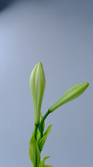 Lily of the valley in the water, copy space, background