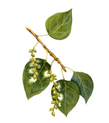watercolor drawing branch of black poplar tree with seeds tuff and green leaves, hand drawn...