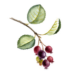 watercolor drawing branch of shadbush tree, hand drawn illustration