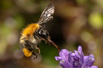 Closeup of Bombus pascuorum, the common carder bee flying over lavender.
