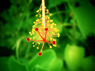 Beautiful Flower Floral Nature 