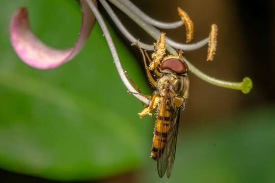 Macro shot of a hoverfly on honeysuckle. Syrphus ribesii.