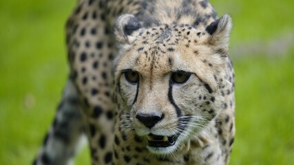 Closeup of a cheetah against the green blurry background. © Flodoggraphy/Wirestock Creators