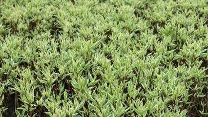 Young spring green leaves, bushes close-up pattern background. Growth natural fresh texture