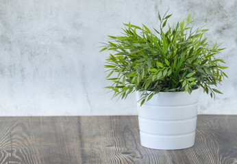 Plant in pot on the table and white background.