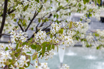 White tender flowers close-up with blurred fountains in background. Shevchenko City Garden with blooming spring tree branches. Tourist attraction in city park, Kharkiv Ukraine