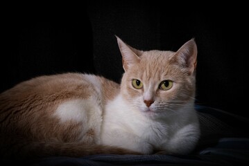 Closeup portrait of a fluffy cat attentively looking forward, lying on a blanket