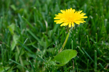 Beautiful flower of yellow dandelion blooming in nature in summer in green grass, close-up. Soft focus