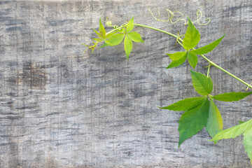 Сlimbing vine plant twig with green leaves on gray wooden background. Natural border frame with copy space