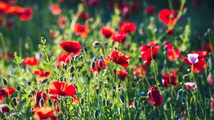 Fototapeta premium Knallroter Klatschmohn im grünen Gras im Morgenlicht