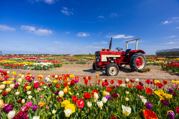 Field of tulips with old tractor near Keukenhof, The Netherlands
