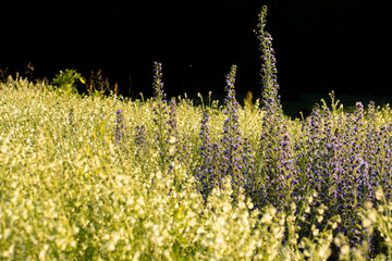 lupin field at sunset