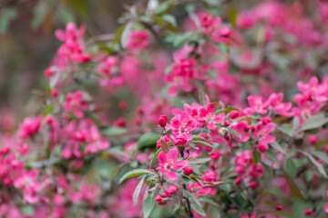 Apple tree blossom, tender pink flowers on branch with green leaves. Apple tree spring delicate vibrant bloom in garden close-up with blurred background