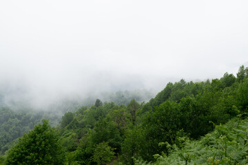 fog in the mountains