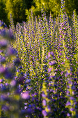 lupin field at sunset