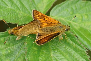 Colorful closeup on a copulation on a male and female Large skipper ,Ochlodes sylvanus