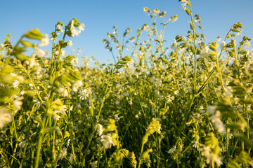 field of white  flowers
