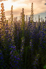 lupin field at sunset