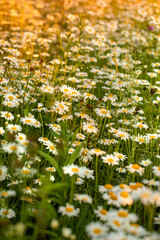field of daisies at sunset