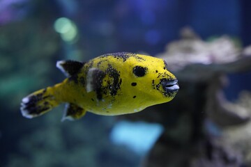 Closeup of a yellow Guineafowl puffer swimming in sea
against a blurry background of corals