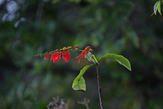 Selective focus shot of wild chaconia (warszewiczia coccinea)