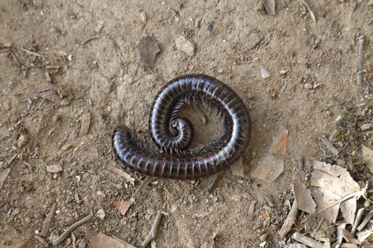 Closeup shot of a millipede crawling on the ground