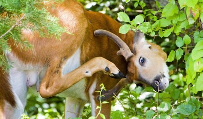 Close-up shot of a Roe deer touching his head with the leg in a funny pose