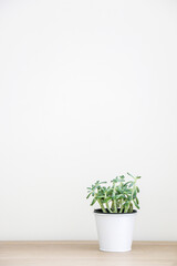 Vertical shot of small succulent house plant (known as Sedum Griseum or stonecrop) in a white pot on right of wooden desk with white wall background