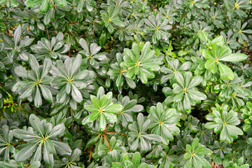 Evergreen hedge of Pittosporum tobira shrub. Tropical Pittosporum leaves covered with raindrops.