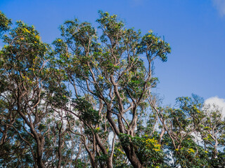 夏の伊豆山稜線歩道の風景　高原の灌木