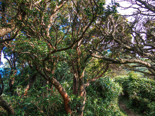 夏の伊豆山稜線歩道の風景　高原の灌木