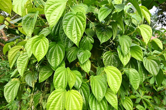 Betel plants are often used in the pharmaceutical and medicinal industries