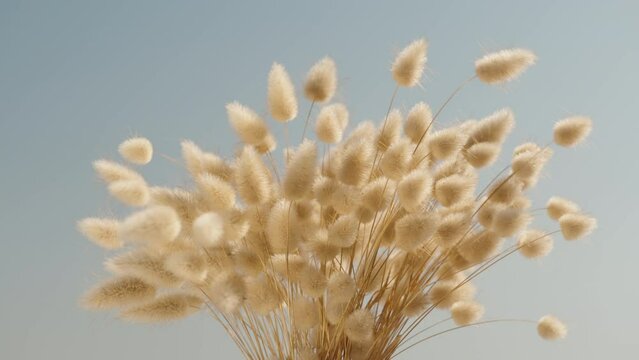 Dry bushes of Lagurus. Booker against the background of the blue sky close-up, swaying in the wind.