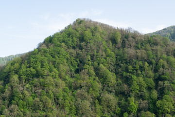 forest in the mountains