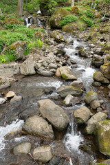 mountain river in the forest