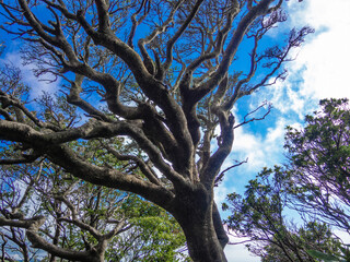 夏の伊豆山稜線歩道の風景　高原の灌木