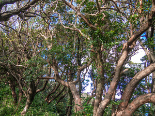 夏の伊豆山稜線歩道の風景　高原の灌木