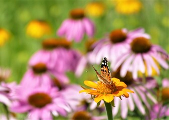 Butterfly and yellow flower on echinacea field  