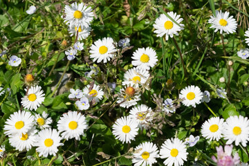 Fototapeta premium daisies in the grass