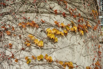 Autumn leaves plant crawling in the wall street