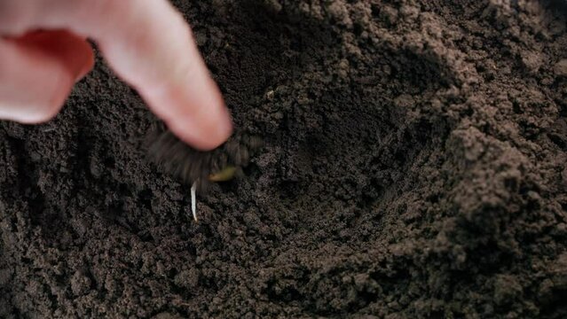 A sprouted zucchini seed is planted in the soil and buried close-up