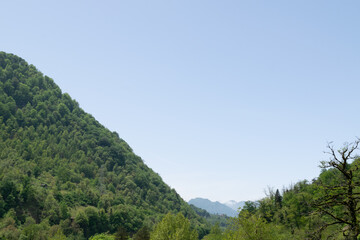 forest in the mountains