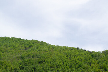 Fototapeta premium green forest and sky