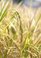 rice field in the middl